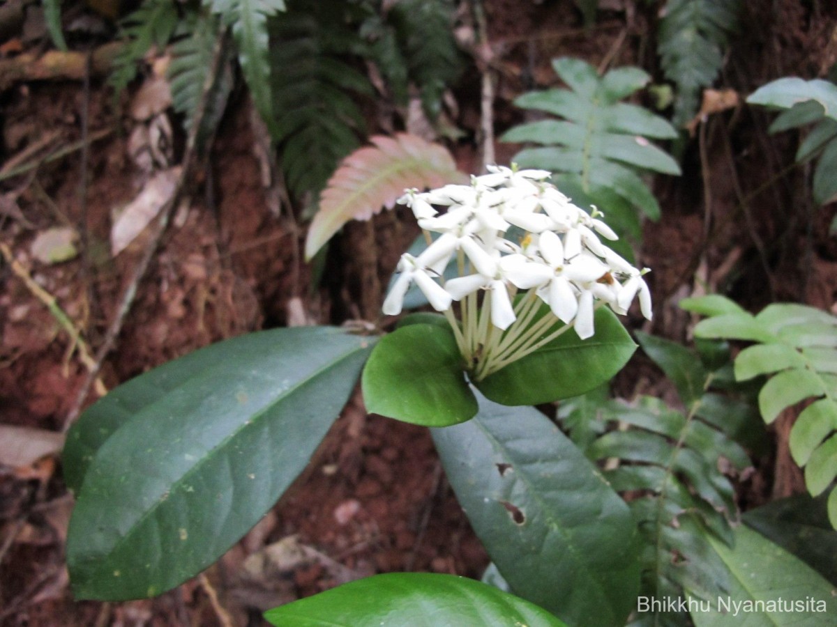 Ixora thwaitesii Hook.f.